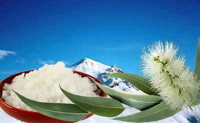 Niaouli essential oil